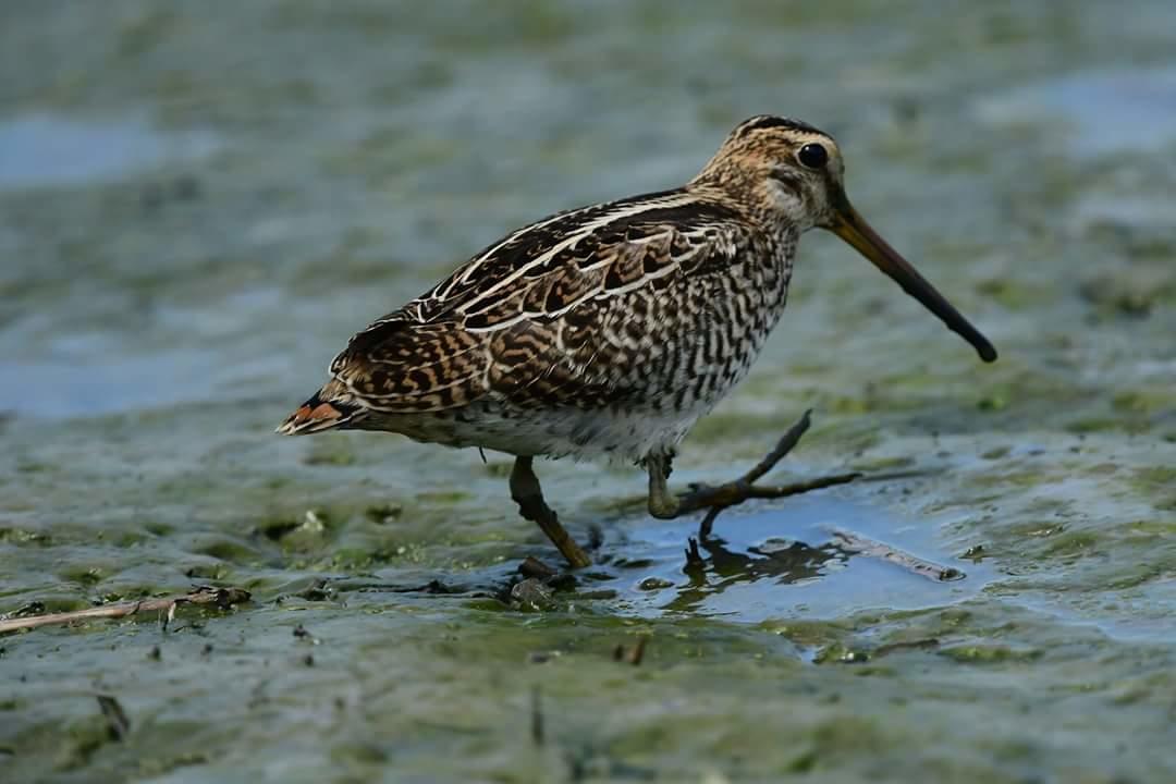 Water Bird Family Toucheng Exterior foto